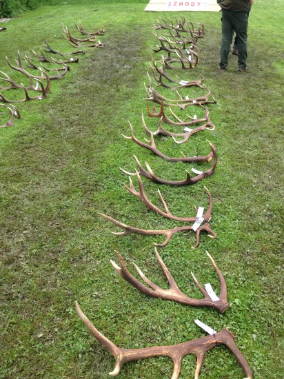 prehliadka jeleních zhodov - Stredné Považie