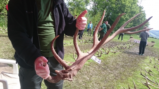 prehliadka jeleních zhodov - Stredné Považie