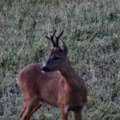 Koľko rokov mu odhadujete?