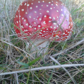 Muchotrávka
