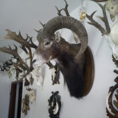 Muflón