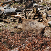 Vyskočila s kríkov