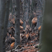 Stretnutie s kráľmi