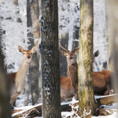 V zasneženom kráľovstve
