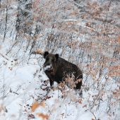 Počula ma , ale nevidela