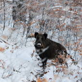 Práve ma spozorovala