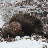 Diviačica s prasatami