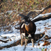 Muflónik ma spozoroval