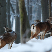 Schované pod hrebeňom