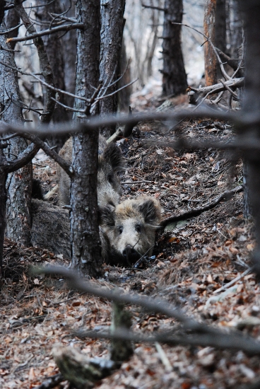 Diviačica s prasatami