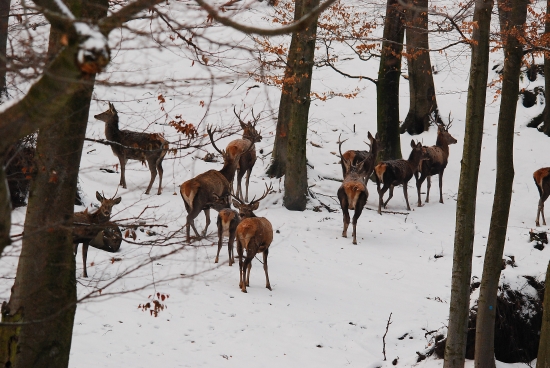Krásavci na odchode