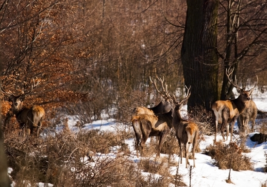 Dnešný krásavci na hrebeni