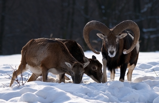 Opatrnosť na krmovisku