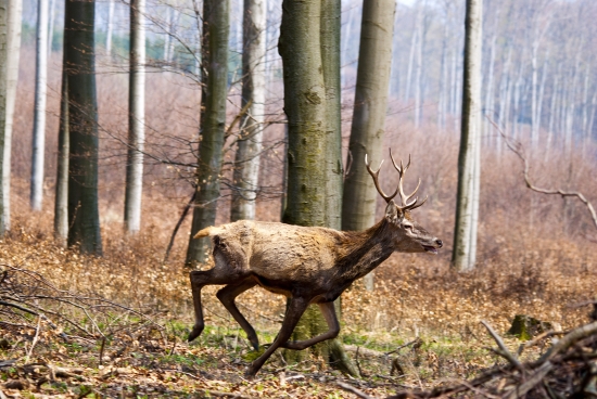 Jeleň v behu