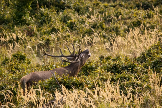 Konečne vyšiel von s kríkov