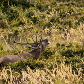 Konečne vyšiel von s kríkov