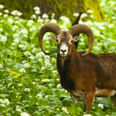 Muflón