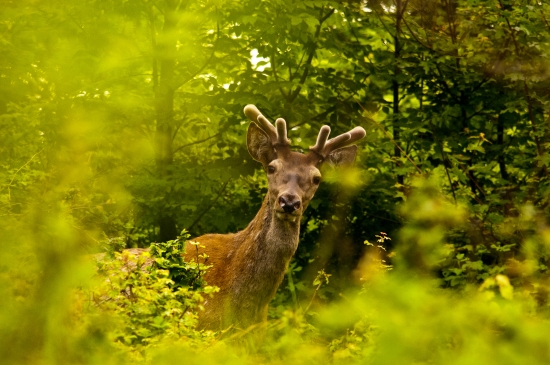 Schovaný v kríkoch
