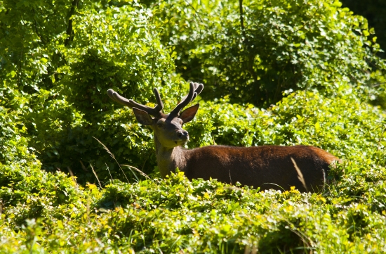 Jeleň na okraji húštiny