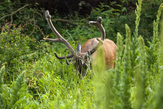 Taký hladný že si ma ani nevšimol