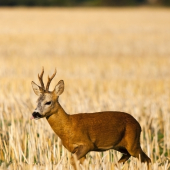 S vyplazeným jazýčkom
