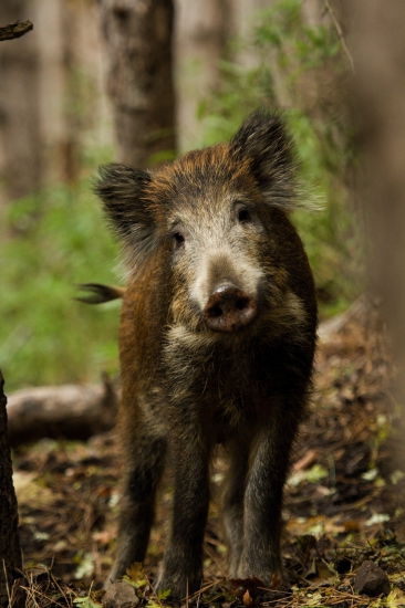 Na diviacom chodníčku