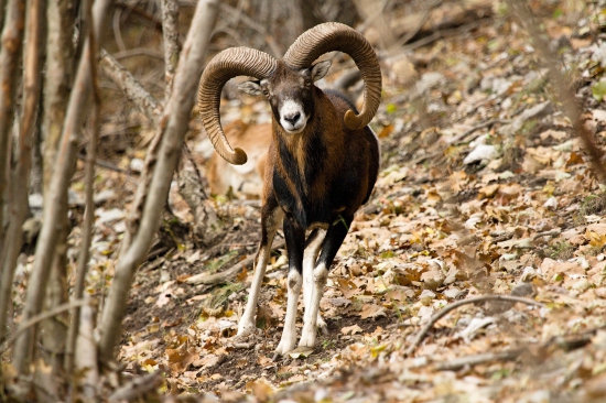 Muflónik