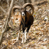 Muflónik