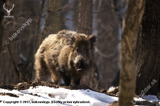 Diviačica na hrebeni