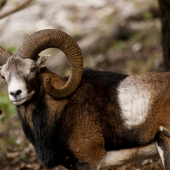 Muflónik