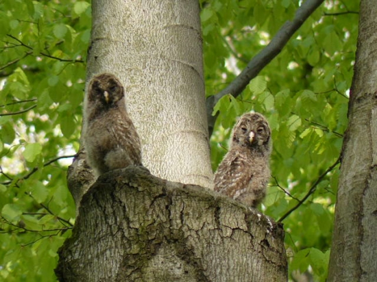 mladé sovy dlhochvosté