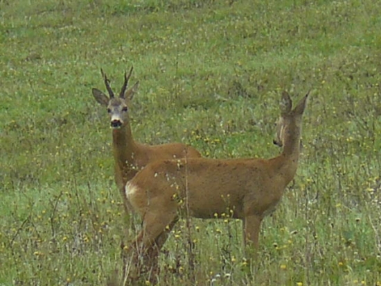 srnčí párik