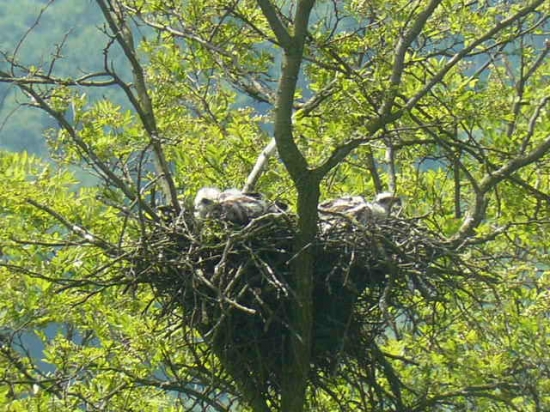 mladé myšiaka lesného