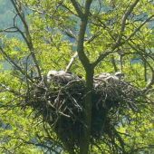 mladé myšiaka lesného