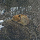spachtoš