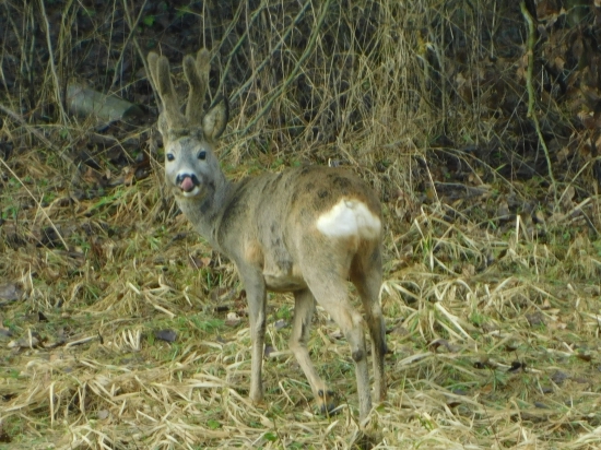 fešák