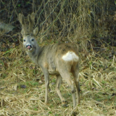 fešák