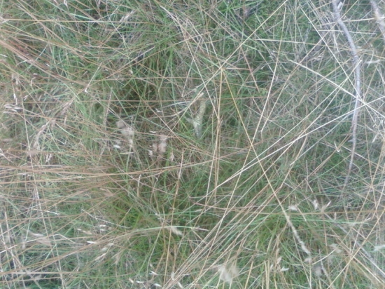 Dlouho jsem kolem něj chodil... :)