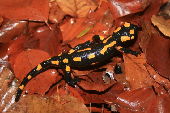 salamandra