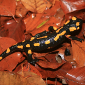 salamandra