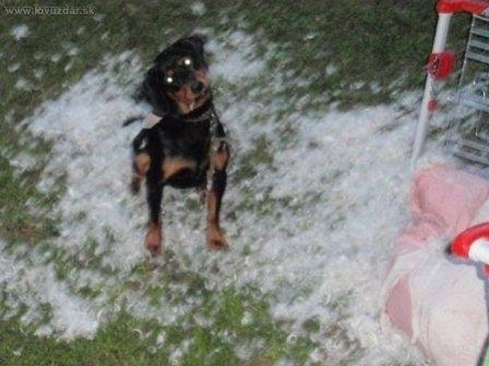 Ja nič, ja muzikant - perinbaba