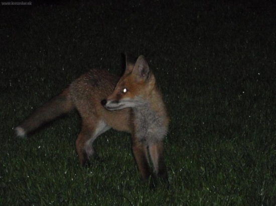 líšča