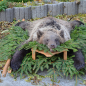 aj my mame medvede :D