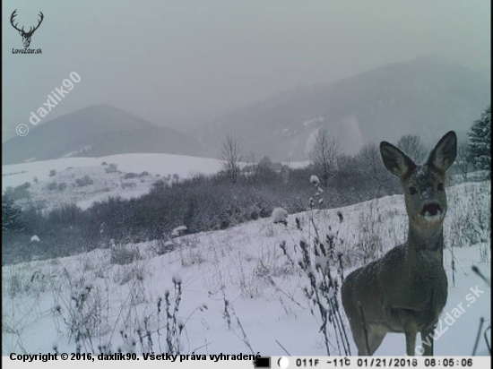 zvedava