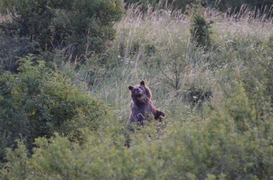 kontrola okolia a zvolavanie potomkov