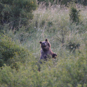 kontrola okolia a zvolavanie potomkov