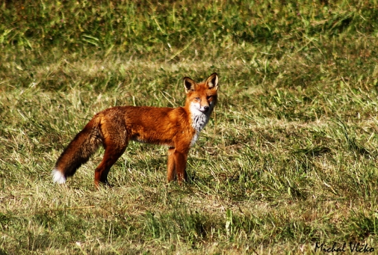 Líštička
