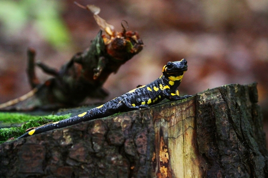 Salamandra modelka