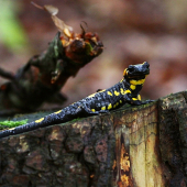Salamandra modelka