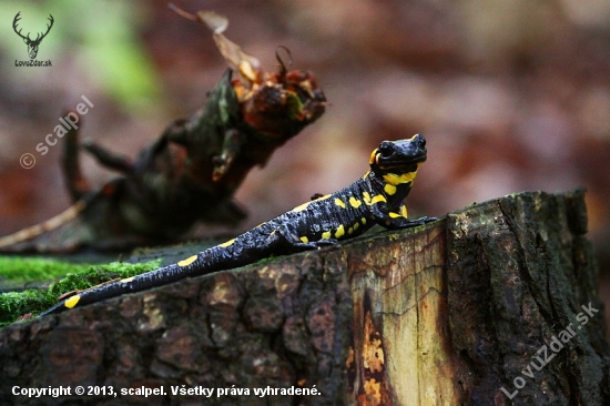Salamandra modelka